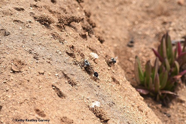 Turreted nests of solitary, ground-nesting digger bee, Anthophora bomboides standfordina, at Bodega Head. (Photo by Kathy Keatley Garvey)