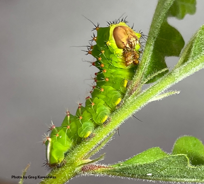 Caterpillar of Polyphemus silk moth, Antheraea polyphemus. These caterpillars will be showcased at the Bohart Museum open house. (Reared and photographed by Greg Kareofelas)