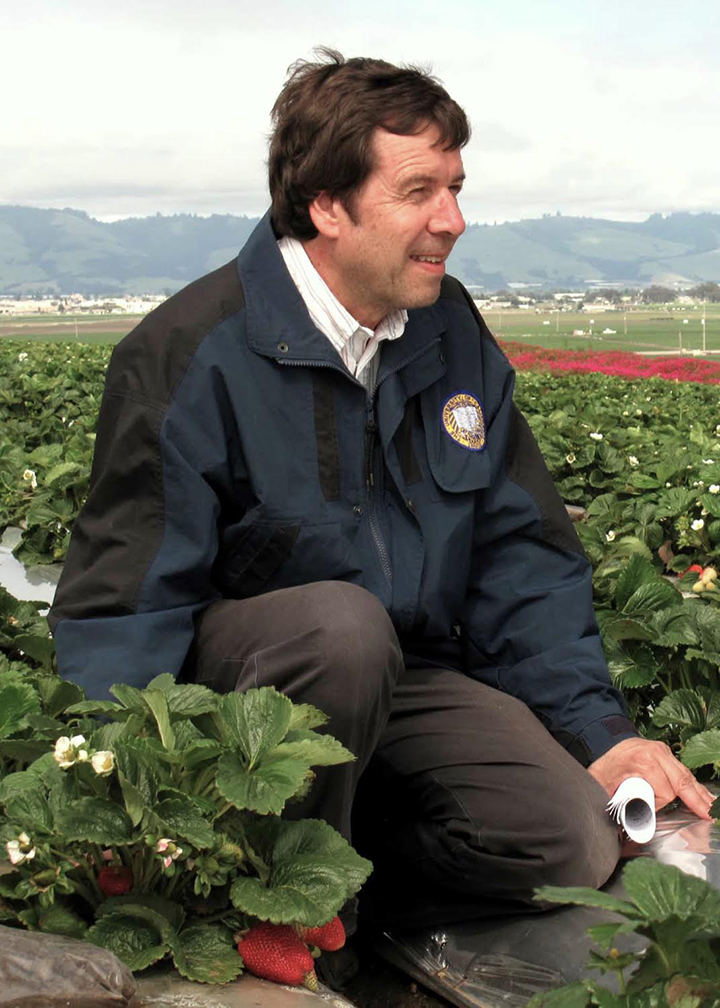 Frank Zalom in strawberry field. (Photo by Ed Show of Driscoll’s)