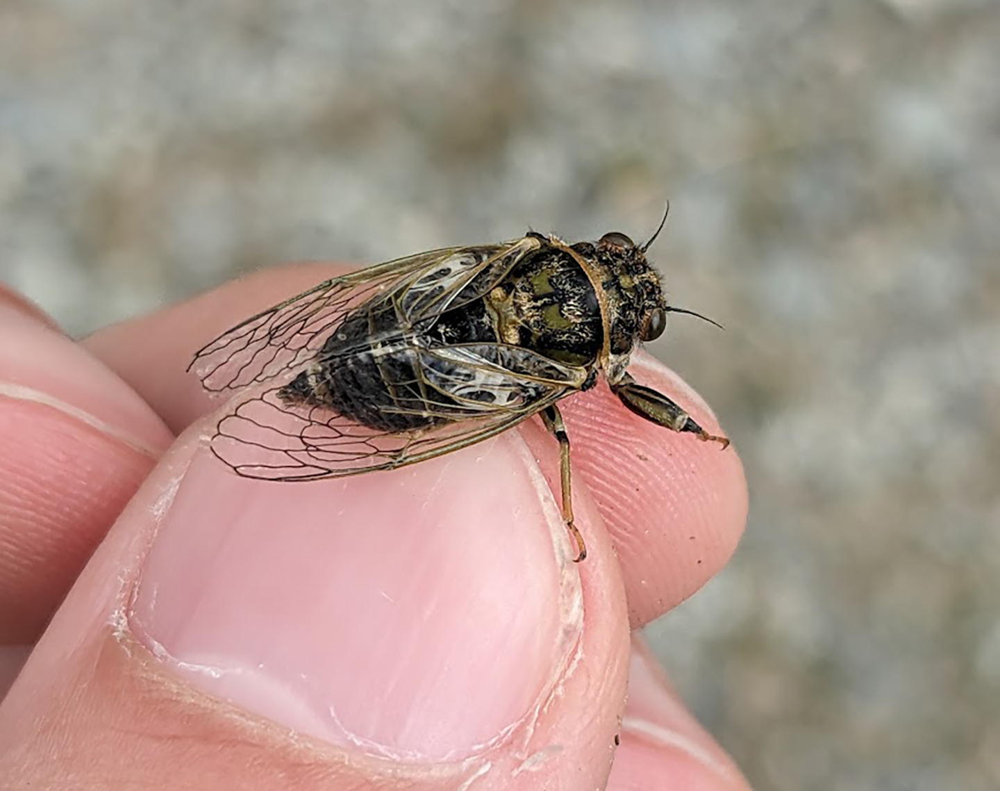 A New Zealand cicada. (Photo by Mark Stukel)