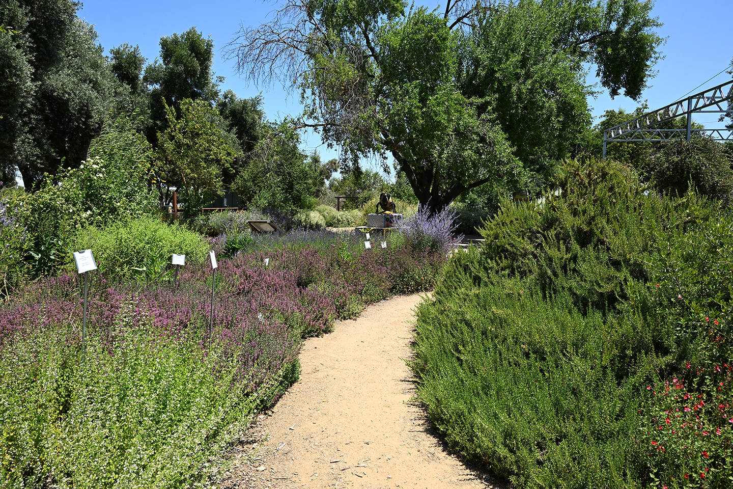 A view of the UC Davis Bee Haven, June 21, 2025. The ceramic-mosaic bee sculpture is in the background. (Photo by Kathy Keatley Garvey)