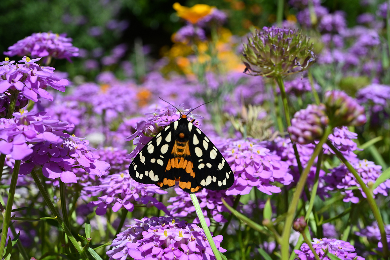 Let s Go Mothing Entomology And Nematology