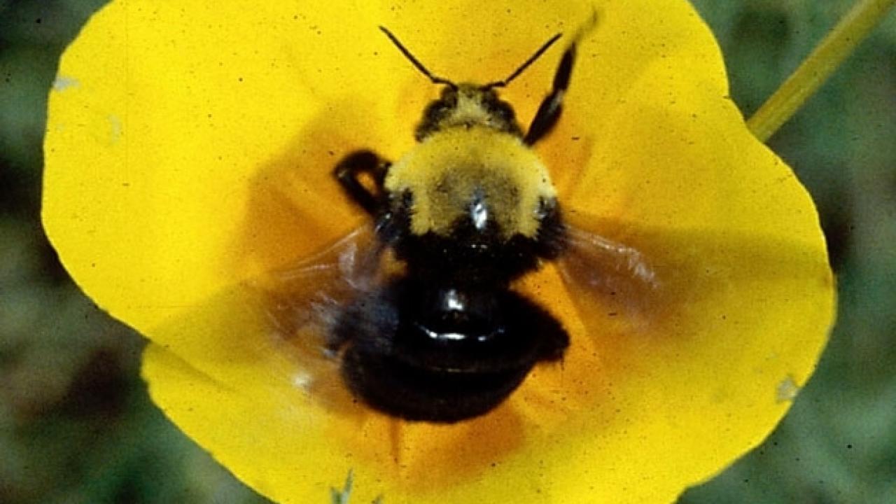 Franklin's bumble bee, Photo by Robbin Thorp