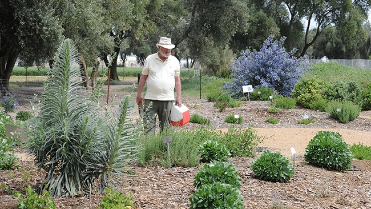 UC Davis distinguished emeritus professor Robbin Thorp (1933-2019) collected and identified 80 bee species in the UC Davis Bee Haven. (Photo by Kathy Keatley Garvey)