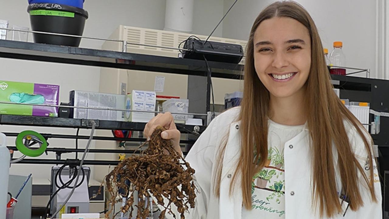 UC Davis doctoral candidate Alison Blundell with infested tomato plant infested with root-knot nematodes.