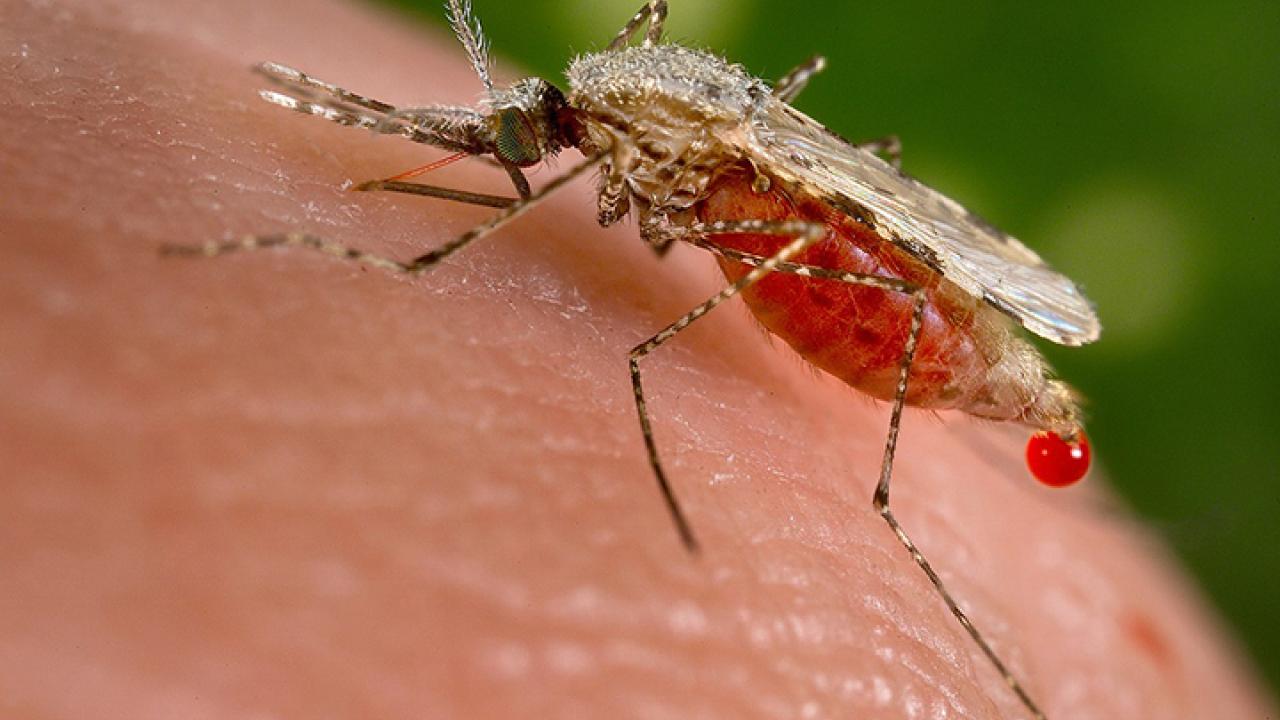 A malaria mosquito, Anopheles stephensi, drawing blood. (Photo courtesy of Wikipedia)