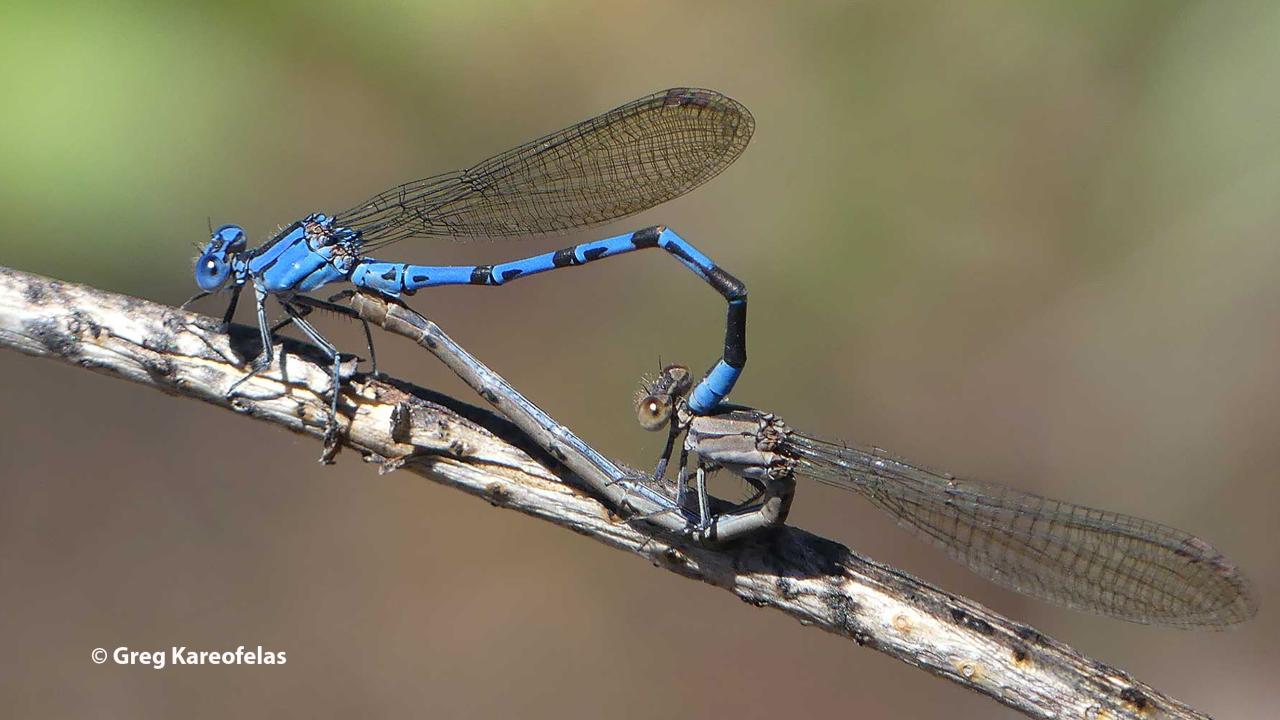 Argia damselflies mating. (Photo by Greg Kareofelas)