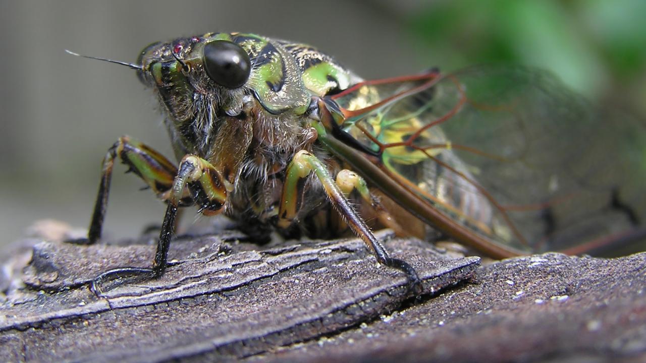 Large cicada basking in the sun. Wellington, New Zealand. (Photo by Tony Wills, Wikipedia)