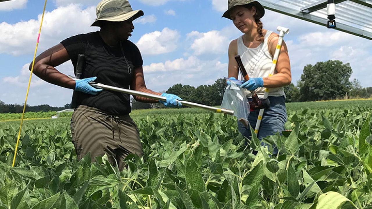 Soil scientist Christine Sprunger (left) and lab manager of the W. K. Kellogg Biological Station (KBS), Michigan State University, collecting soil samples. (Photo courtesy of KBS)