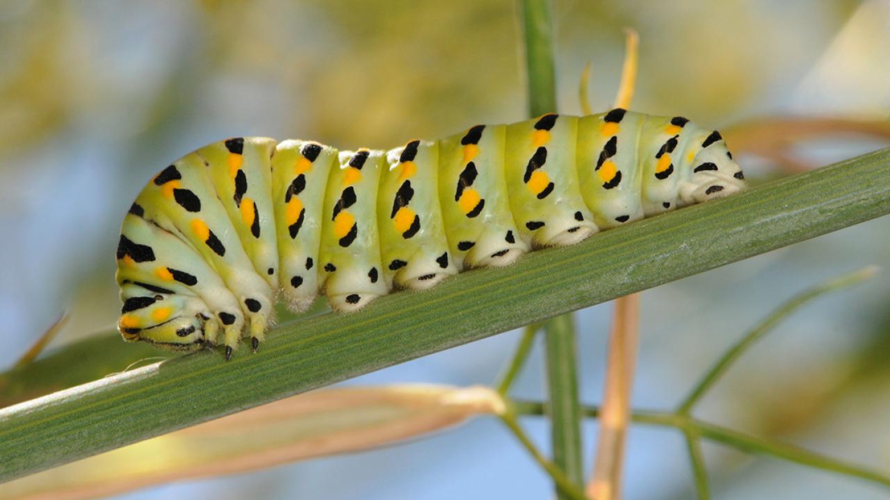 Anise swallowtail caterpillar, Papilio zelicaon. (Photo by Kathy Keatley Garvey)