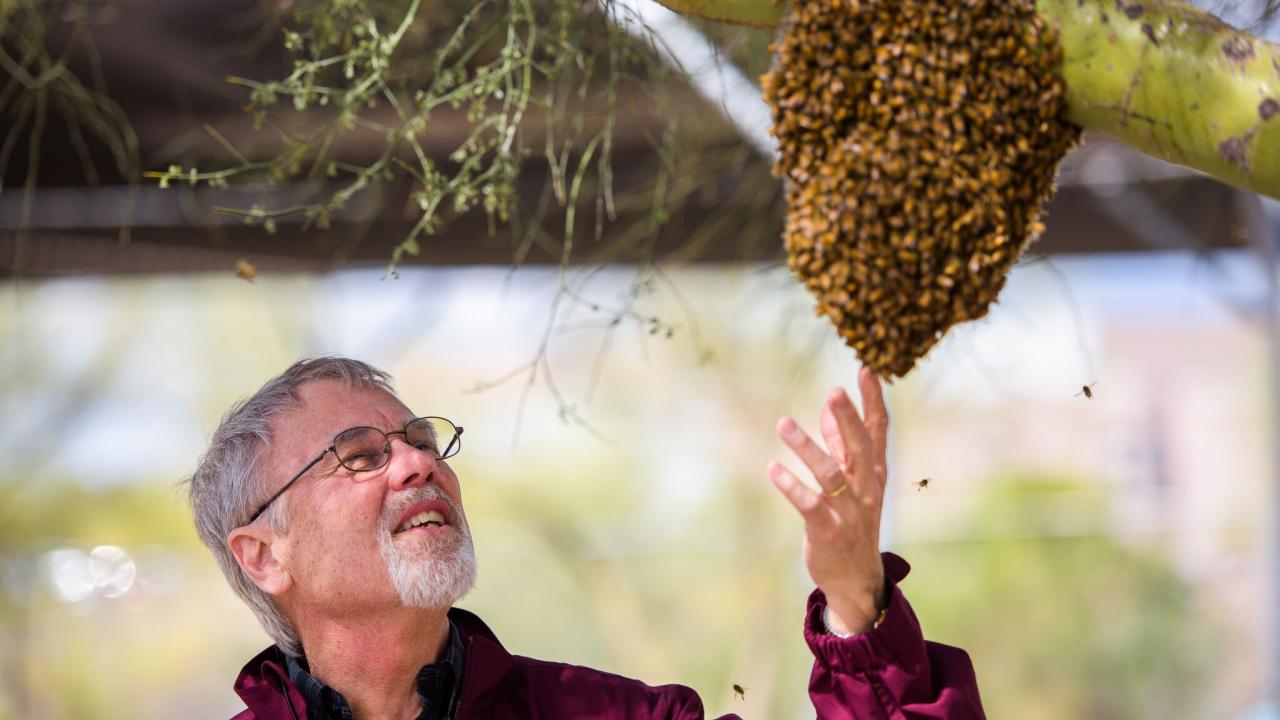 Smiling man in maroon jacket reaching toward large bee swarm on tree branch.