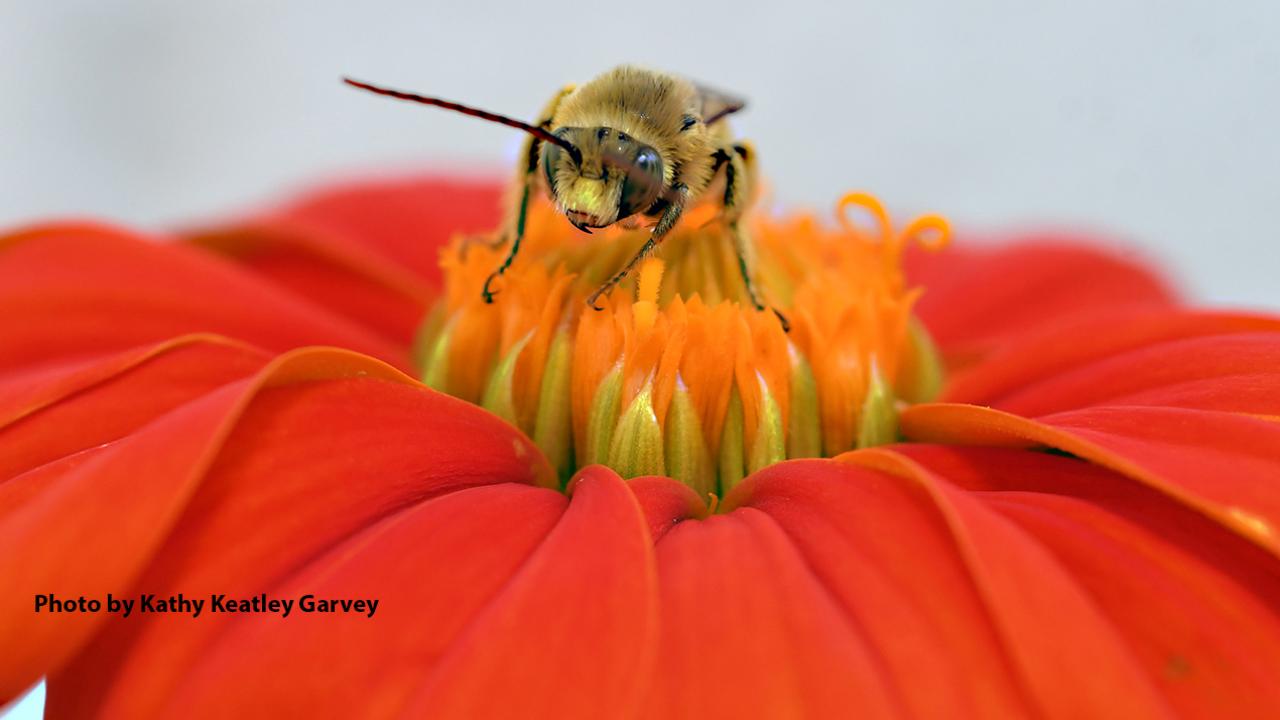 Marilia Palumbo Gaiarsa of UC Merced will present a seminar to the UC Davis Department of Entomology and Nematology on "From Foraging to Fiitness: How Individual Behavior Shapes Plant-Pollinator Interactions" on Wednesday, Nov. 19 in 122 Briggs Hall. Here a A longhorned bee, Melissodes agilis, forages on a Mexican sunflower, Tithonia rotundifola, in a Vacaville pollinator garden. (Photo by Kathy Keatley Garvey)