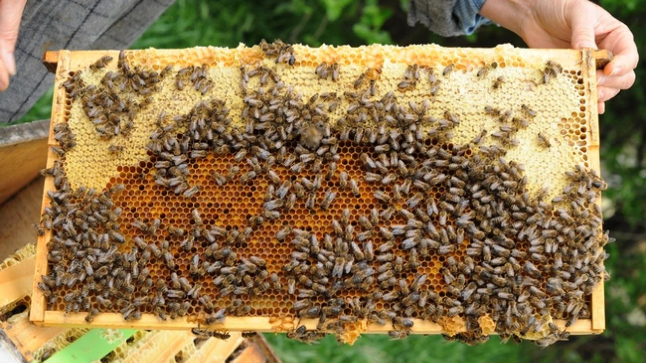 A frame of honey bees. (Photo by Kathy Keatley Garvey)