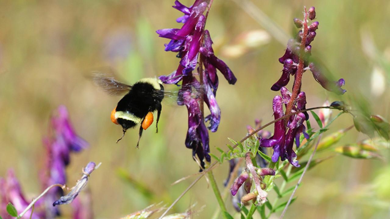 Yellow-faced bumble bee, Bombus vosnesenskii, foraging on vetch. (Photo by Kathy Keatley Garvey)