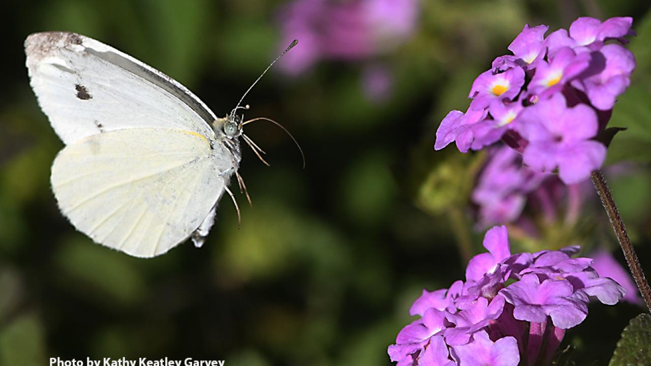 Cabbage white butterfly, Pieris rapae, in flight. (Photo by Kathy Keatley Garvey)