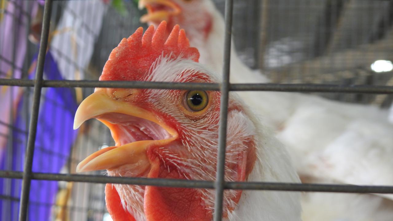 Chicken in pen. (Photo by Kathy Keatley Garvey)
