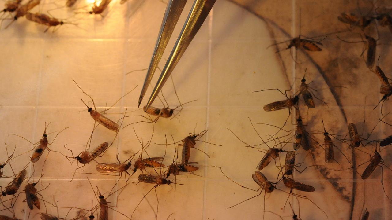 Federal funding of academic research is in jeopardy. (Photo by Kathy Keatley Garvey)