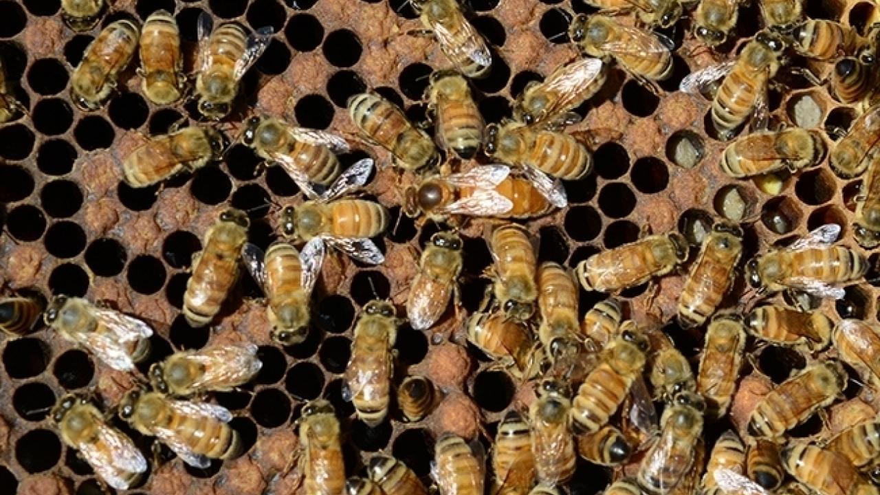 Honey bee colony (Photo by Kathy Keatley Garvey)