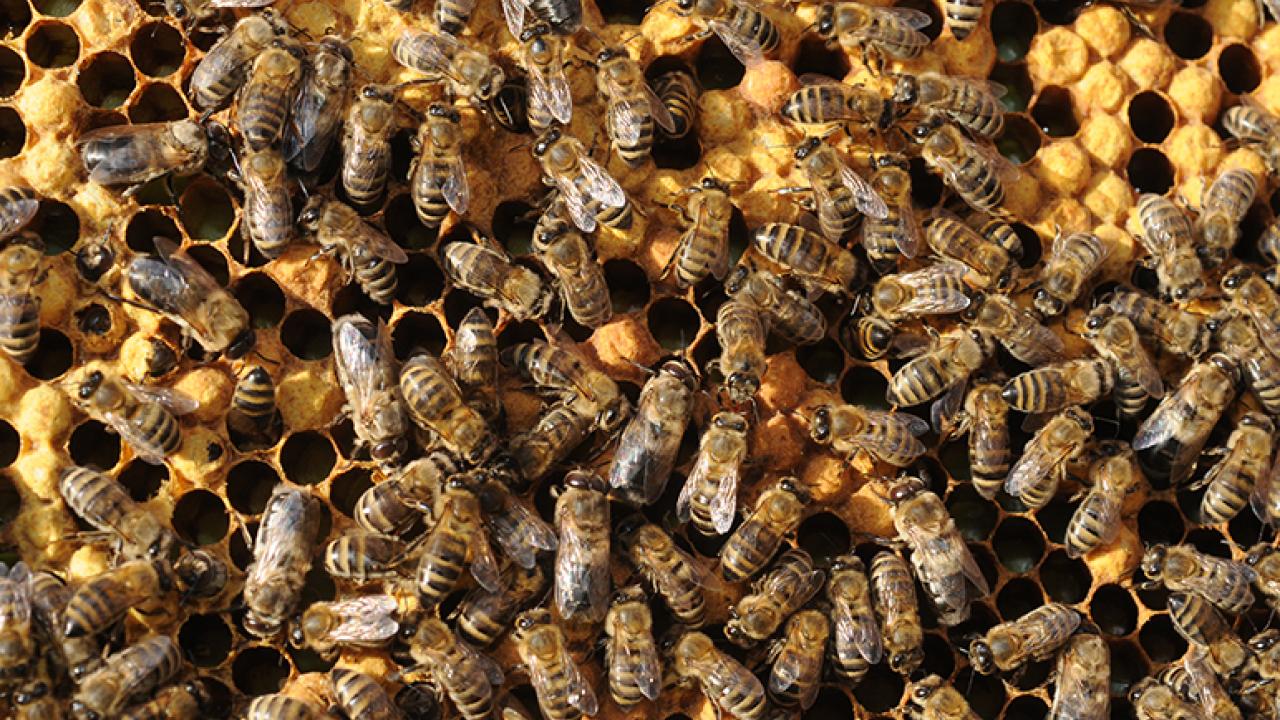 Close-up photograph, honey bees clustered on golden honeycomb (Photo by Kathy Keatley Garvey)