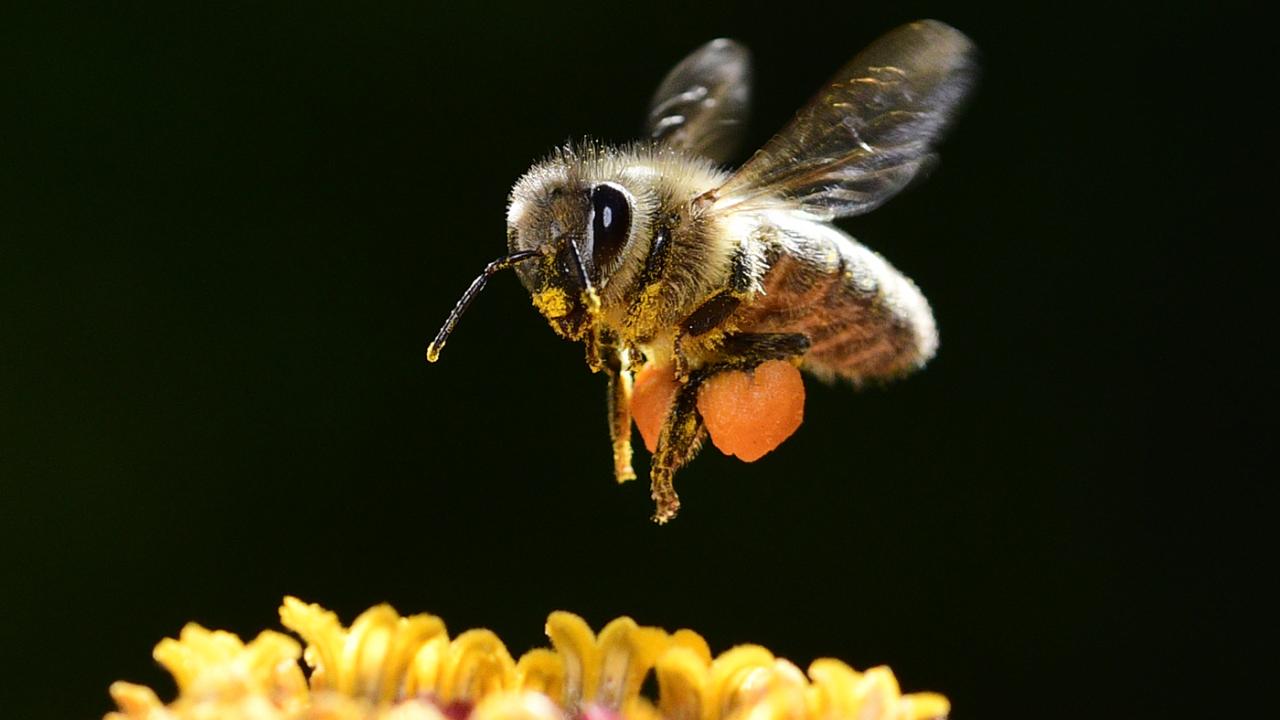 Honey bee buzzing over yellow flower, pollen-laden hind legs, dark background in 
