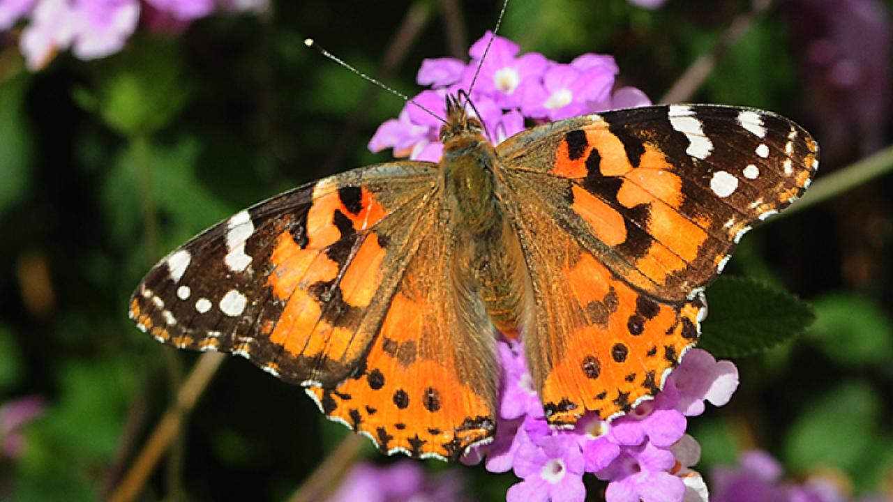 Painted lady, Vanessa cardui. (Photo by Kathy Keatley Garvey)