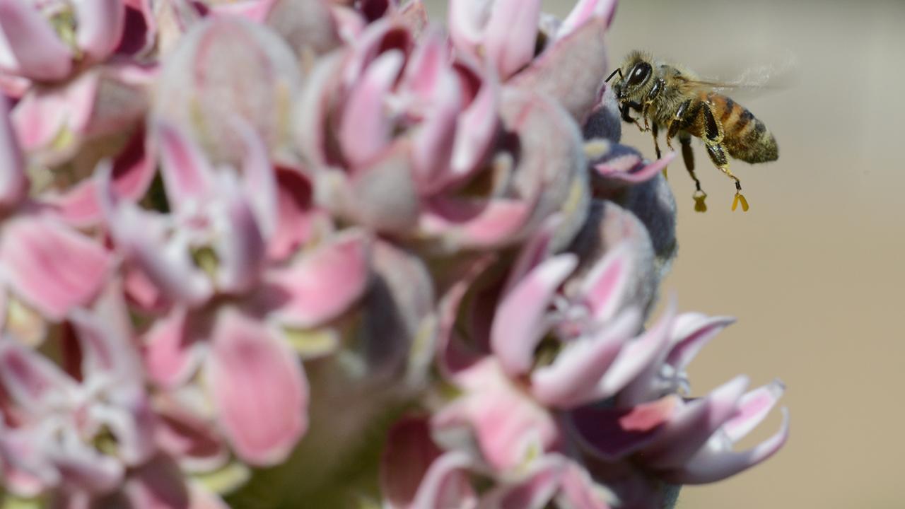 A honey bee, with pollinia attached to its legs, heading for another milkweed blossom. 
