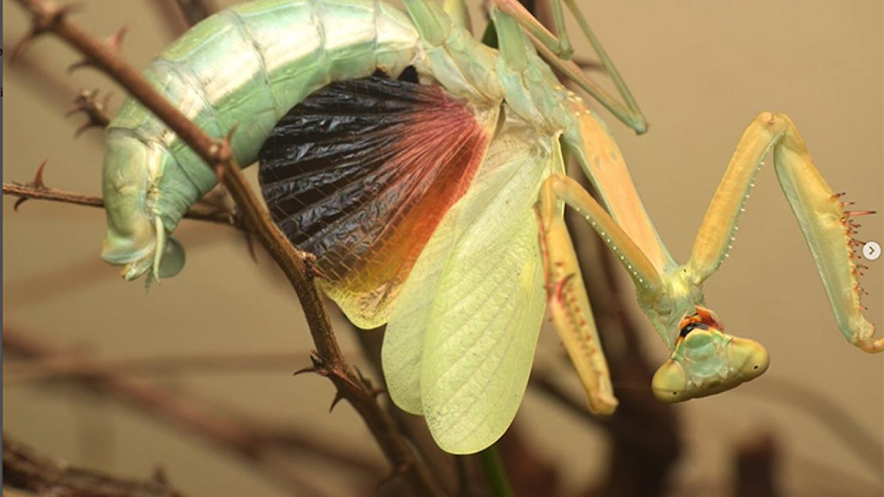 This is the new species, Stagmomantis clauseni, named in honor of Peter Clausen. Its common name: “Sonoran Tiger Mantis." (Photo by Lohit Garikipati)