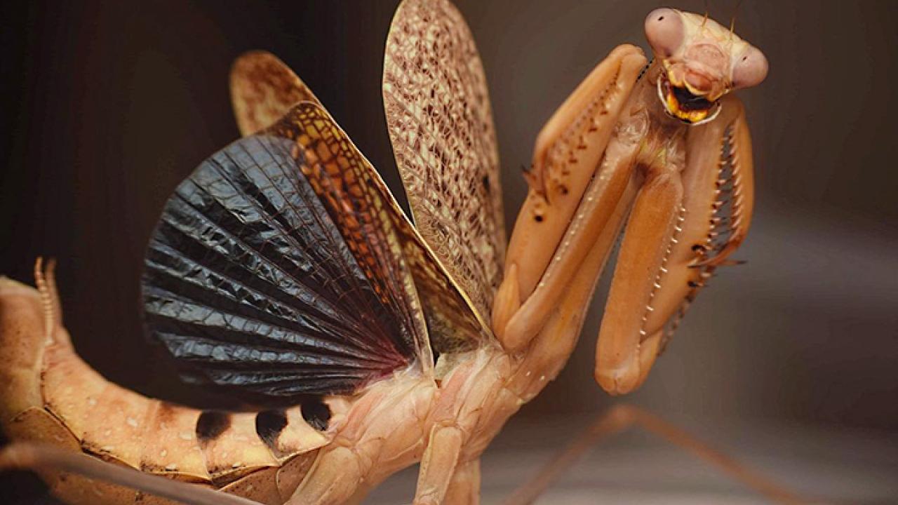 Stagmomantis clauseni, a newly discovered praying mantis species by UC Davis alumnus Lohit Garikipati. Its common name is "Sonoran Tiger Mantis." (Photo by Lohit Garikipati)