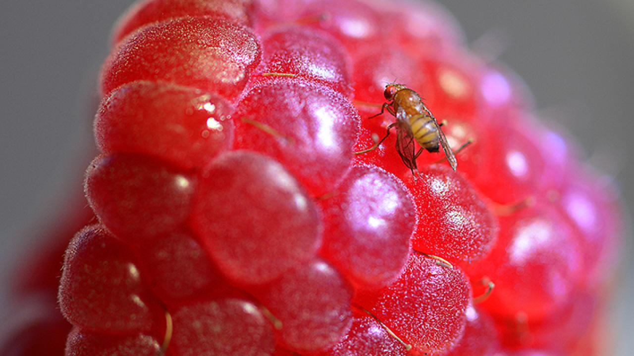 Spotted-Wing Drosophila on Raspberry (Photo by Kathy Keatley Garvey)