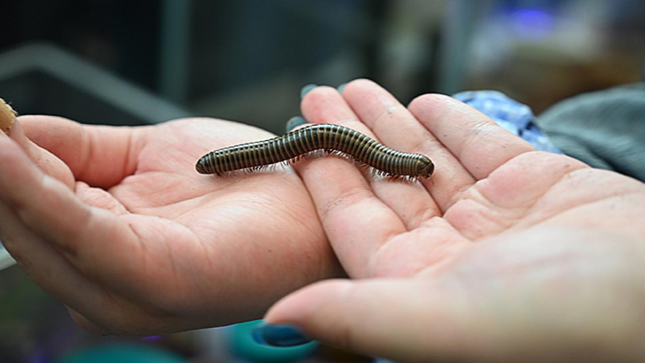 Millipede from the lab of Jason Bond, UC Davis Department of Entomology and Nematology. (Photo by Kathy Keatley Garvey)