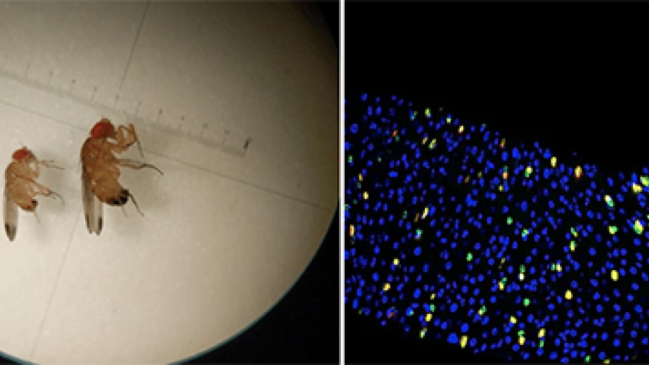 Research from the Adam Wong lab, University of Florida