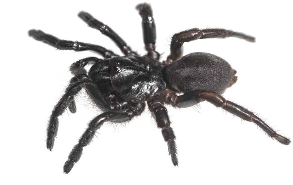 Trapdoor spider, a female Cryptocteniza (Photo by Jason Bond)