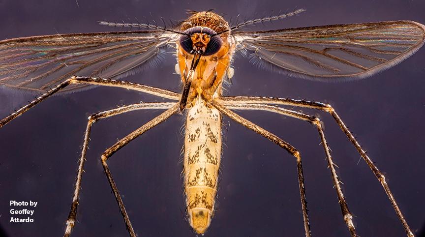 Female Culex tarsalis (Photo by Geoffrey Attardo)