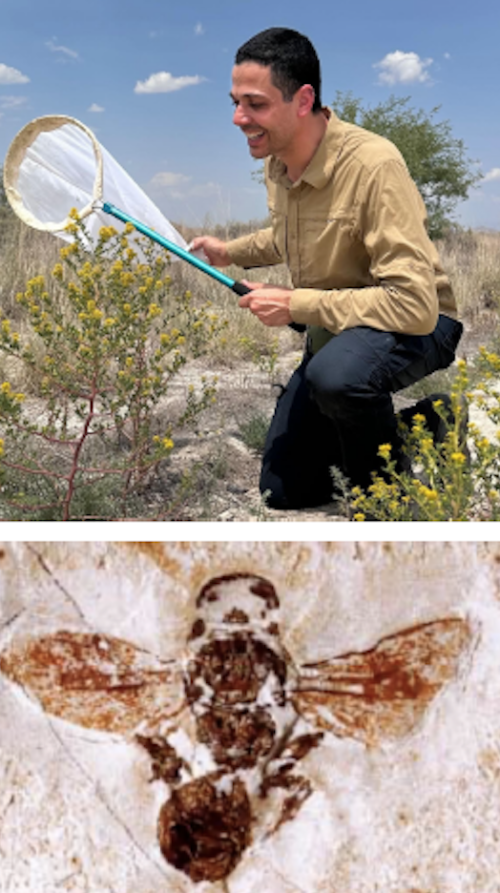 Image of entomologist Eduardo Almeida and research project.