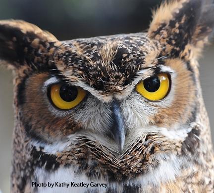 Great-horned owl at the California Raptor Center. (Photo by Kathy Keatley Garvey)