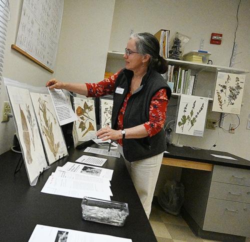 Alison Colwell at herbarium (Photo by Kathy Keatley Garvey)