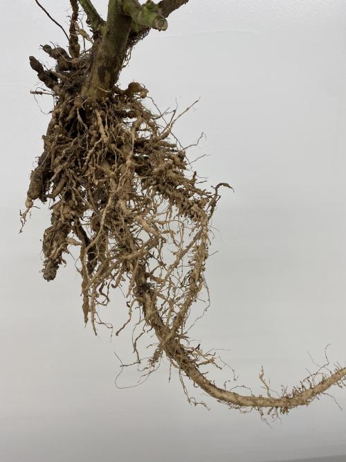 Tomato plant infested with root-knot nematodes. (Photo by Alison Blundell)
