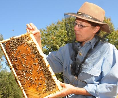 Bee breeder-geneticist Susan Cobey, as manager of the Harry H. Laidlaw Jr. Honey Bee Research Facility
