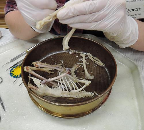 A scientist working at the UC Davis Museum of Wildlife and Fish Biology. (Photo by Kathy Keatley Garvey)