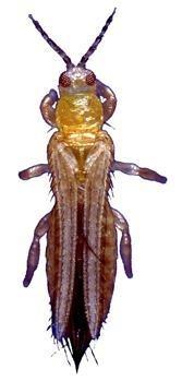 Western flower thrips