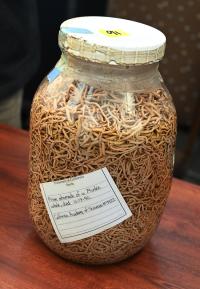 Nematode specimens in stomach of a minke whale.