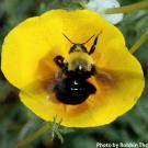 Franklin's bumble bee, Photo by Robbin Thorp