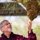 Honey bee geneticist Robert E. Page examining a bee swarm in Arizona.