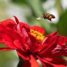 Honey bee buzzing over zinnia