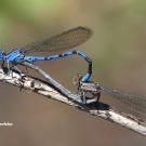 Argia damselflies mating. (Photo by Greg Kareofelas)