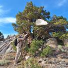 Severyn Korneyev, a CDFA environmental scientist and a research associate at the Bohart Museum of Entomology, collecting fruit flies at Ebbetts Pass.