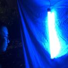 Blacklighting at the Bohart Museum of Entomology