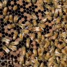 A honey bee colony.