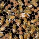 Honey bee colony (Photo by Kathy Keatley Garvey)