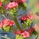 Honey bee heading toward a tower of jewels, Echium wildpretii.